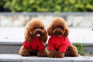 天门泰迪爆料视频大全集,揭秘幕后真相 第1张 天门泰迪爆料视频大全集,揭秘幕后真相 第1张